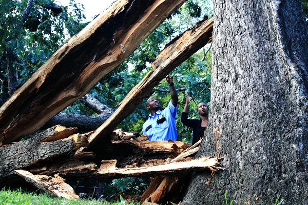 Damage from Hurricane Irene in the Bronx. Very few new trees were affected by the storm, but older trees suffered and caused damaged.