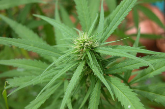 marijuana-plant.jpg