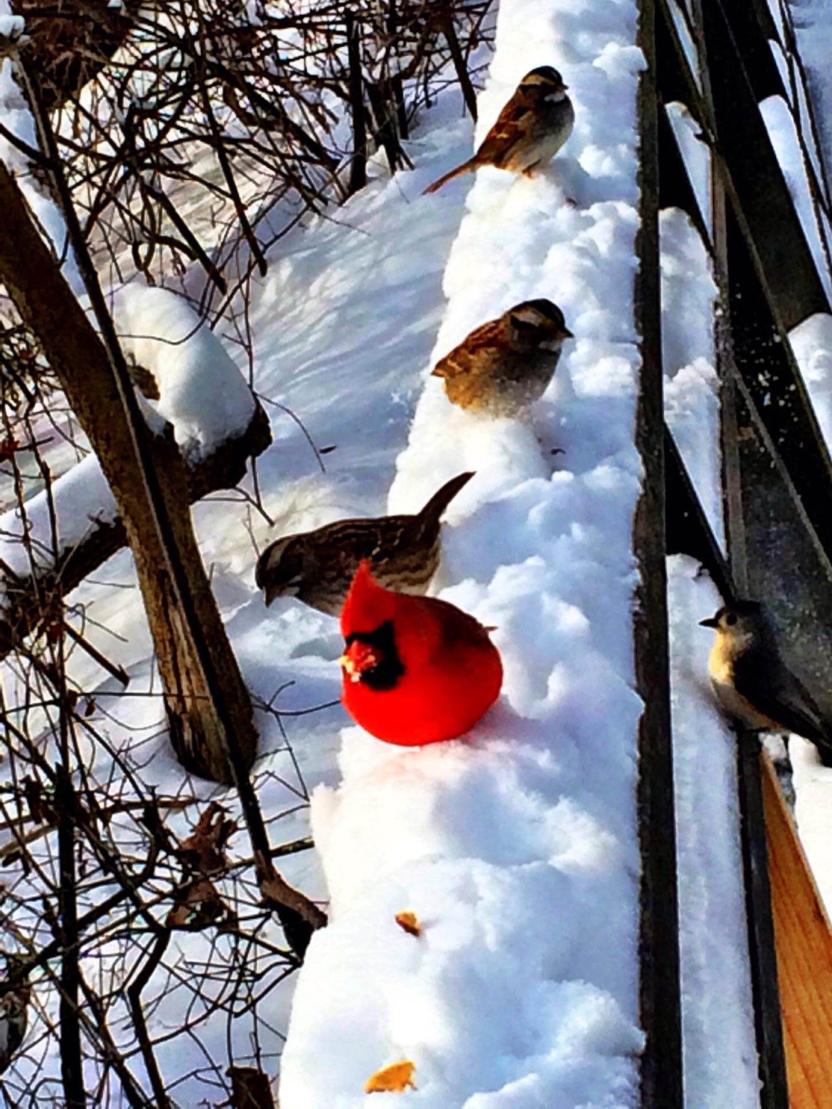 Birds in Van Cortlandt Park