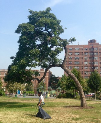 The poet himself might have had something to say about this tree in Joyce Kilmer Park.