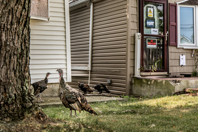 Buel Ave, Staten Island, New York.