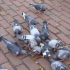 pigeons