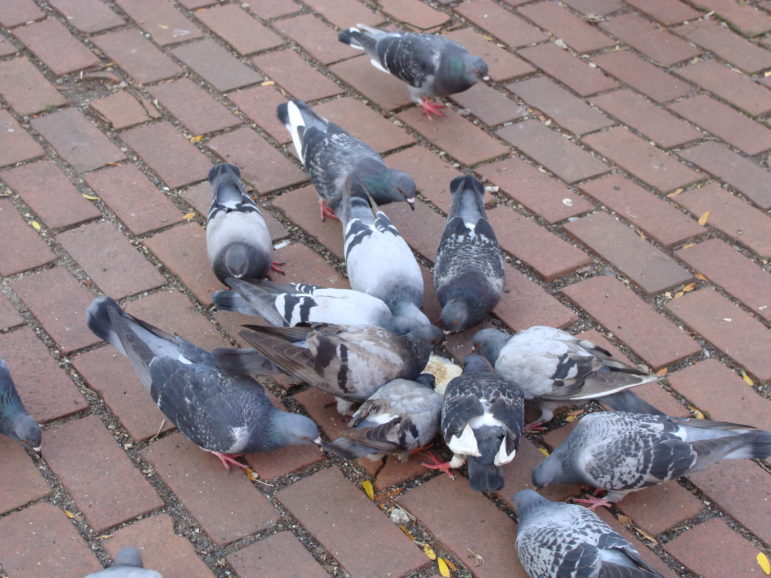 pigeons