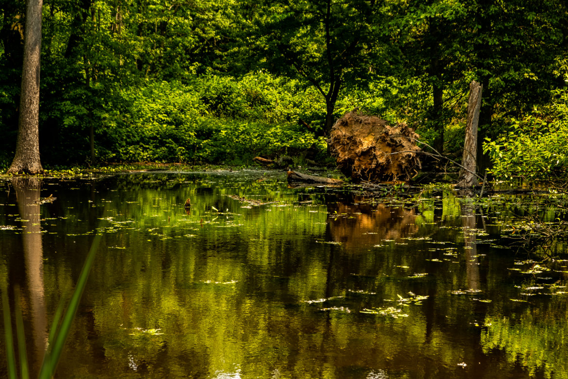 Staten Island wetlands