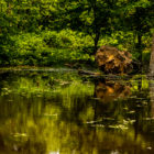 Staten Island wetlands