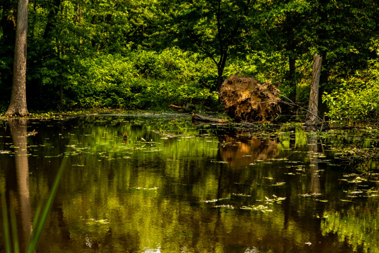 Staten Island wetlands