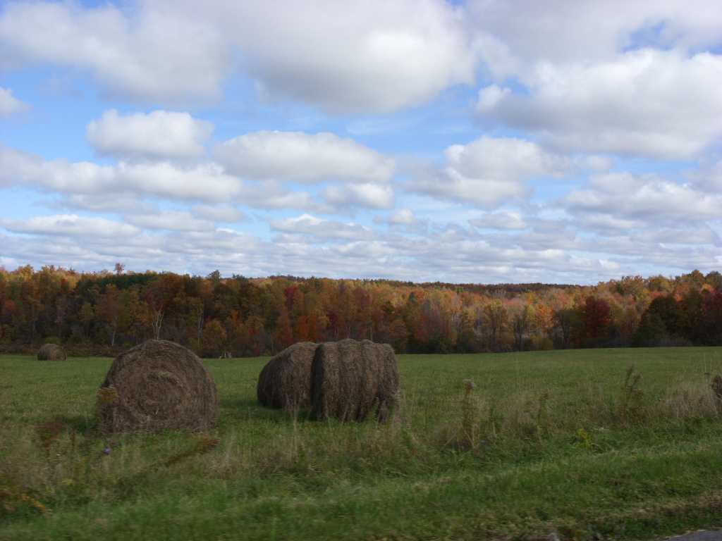 Farm in Cayuga County