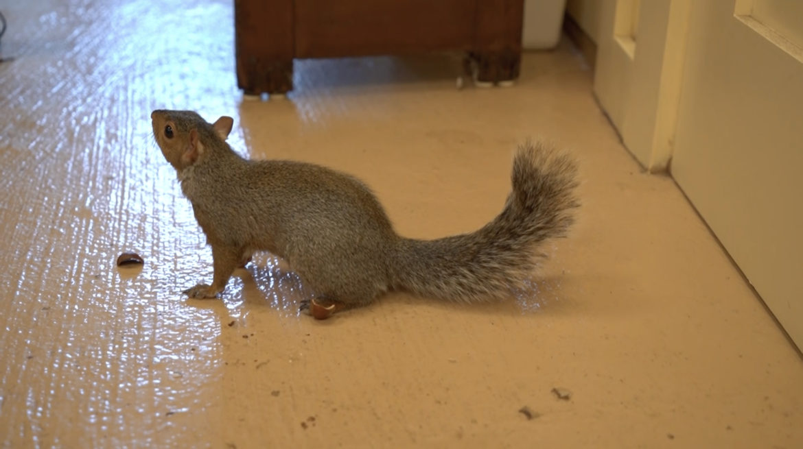 squirrel in rehab