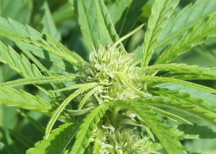 Cannabis sativa plant